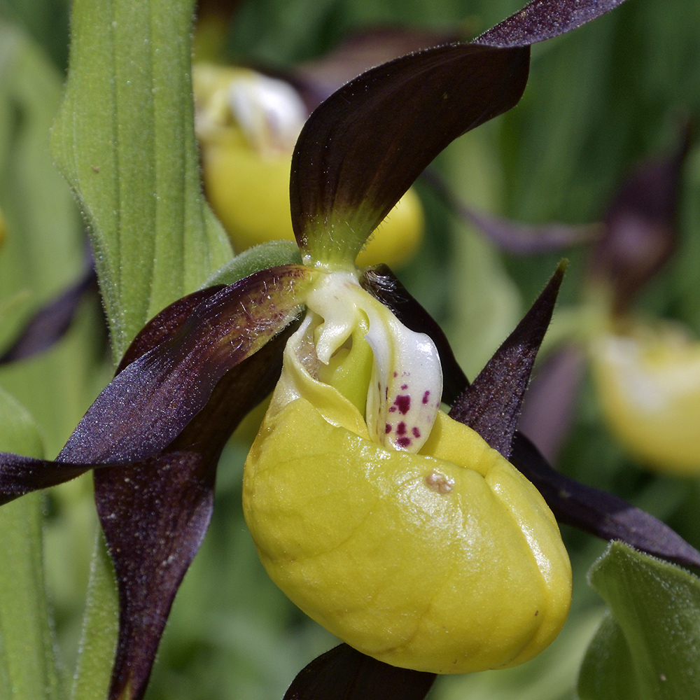 Cypripedium - larger format
