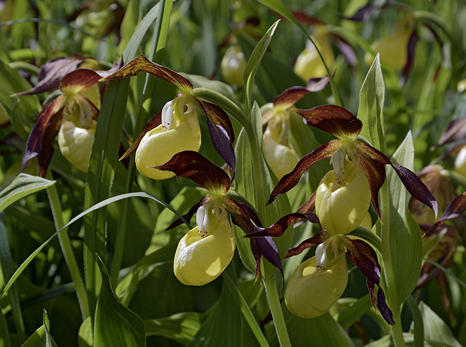 Cypripedium - smaller format