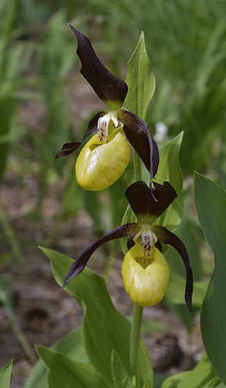 Cypripedium - smaller format