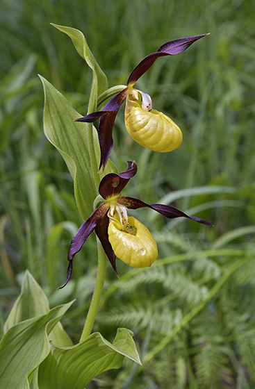 Cypripedium - smaller format