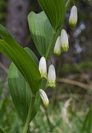 Solomon`s seal - smaller format