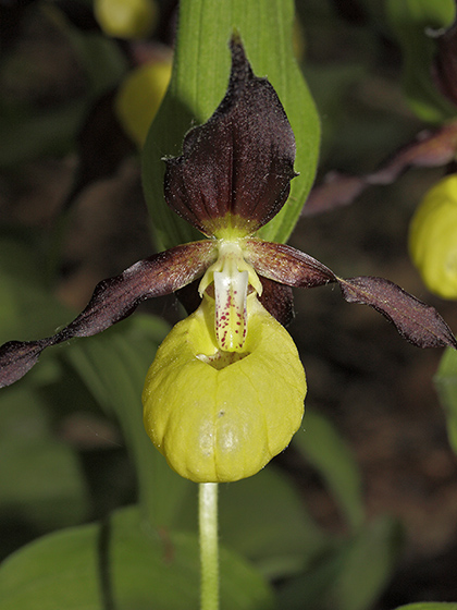 Cypripedium - smaller format