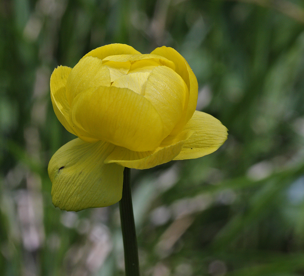 Globeflowers - larger format