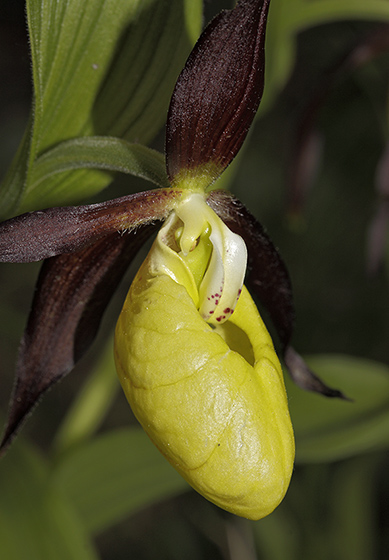 Cypripedium - smaller format