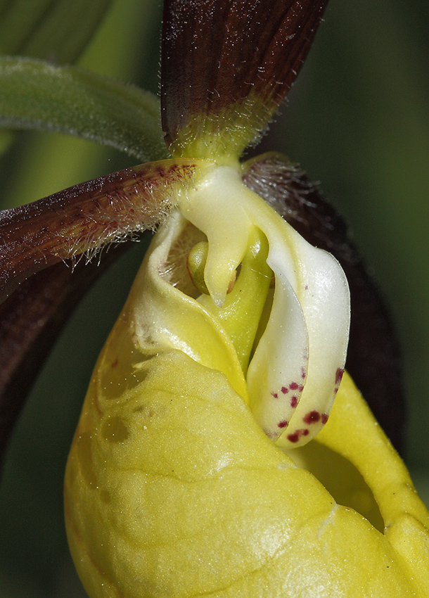 Cypripedium - larger format