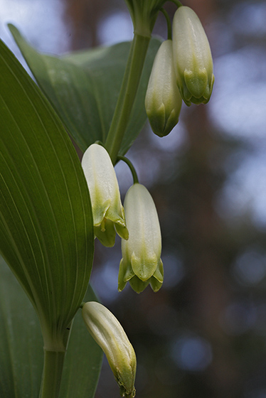 Solomon`s seal - smaller format