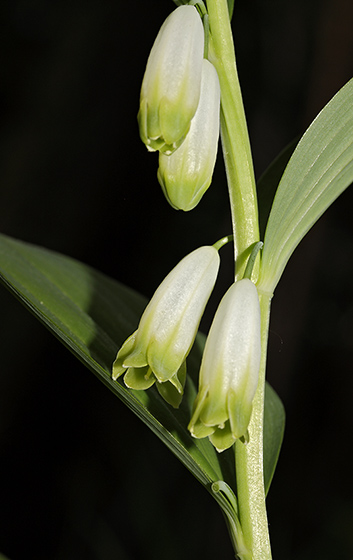 Solomon`s seal - smaller format