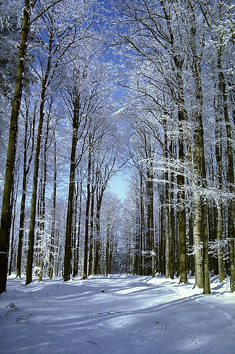 Frosty day - smaller format