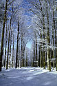 Frosty day - main link