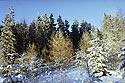 Purity of colors - main link