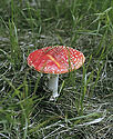 Toadstool - main link