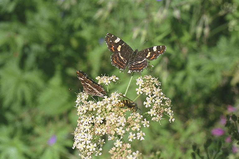 Araschnia levana - summer form - larger format