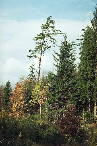 Autumn in the forests of "Pory" - smaller format