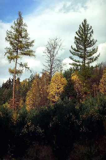 Podzim v Porskch lesch - men formt