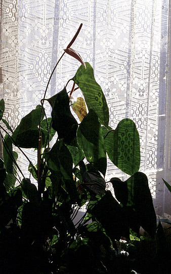 Shadows - smaller format
