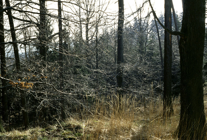 Silver branches - larger format