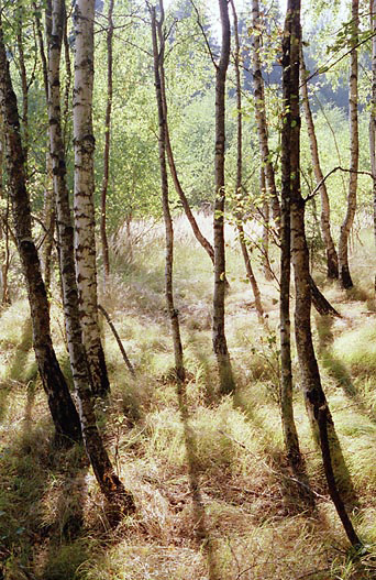 Birch grove - smaller format