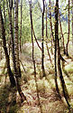 Birch grove - main link