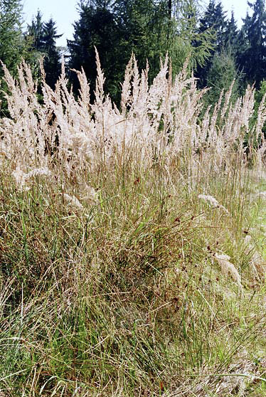 Grasses - smaller format