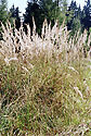 Grasses - main link