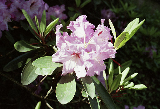 Rhododendrony - men formt