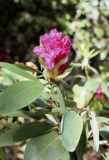 Rhododendrony - men formt