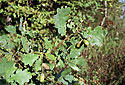 Acorns - main link