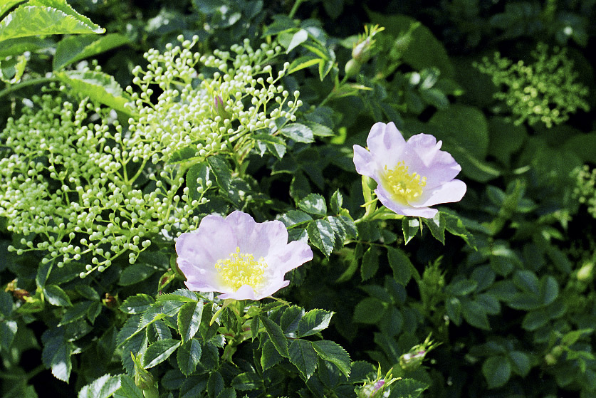 Wild rose - larger format