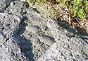Fosiln mule - hlavn odkaz
