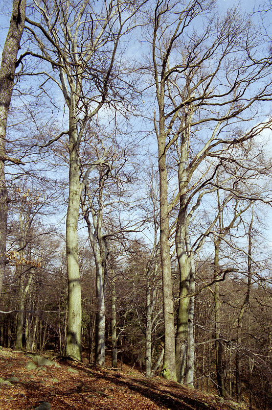 In "Kuchyka" reserve - larger format