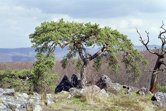 Slunenk - men formt