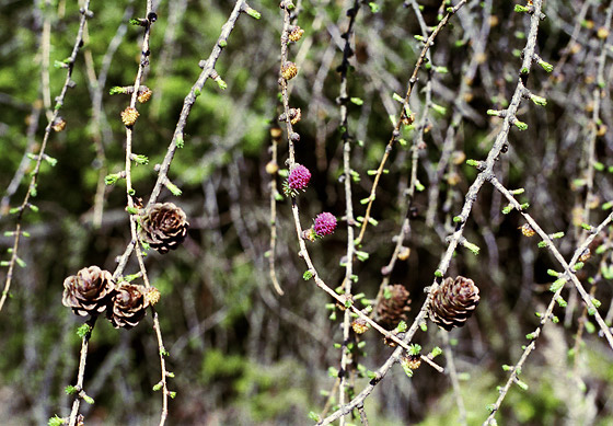 Larch in flower - smaller format