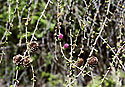 Larch in flower - main link