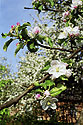 Kvetouc jablo - hlavn odkaz