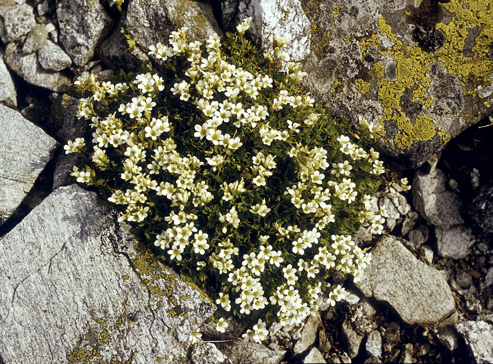 Rilsk flora - vt formt