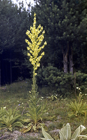 Mullein - smaller format
