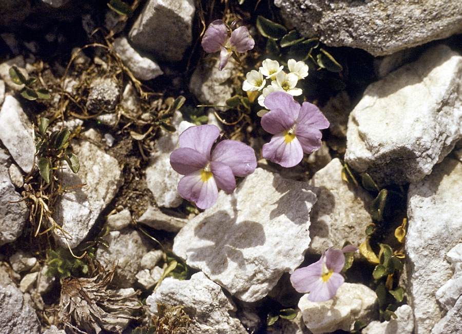 Pirinsk flora - vt formt