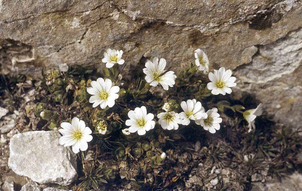 Pirinsk flora - vt formt