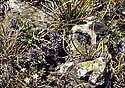 Pirinsk flora - hlavn odkaz
