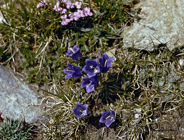 Pirinsk flora - men formt