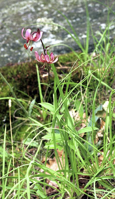 Martagon lily - larger format