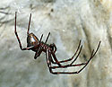 Pavouice z profilu - hlavn odkaz