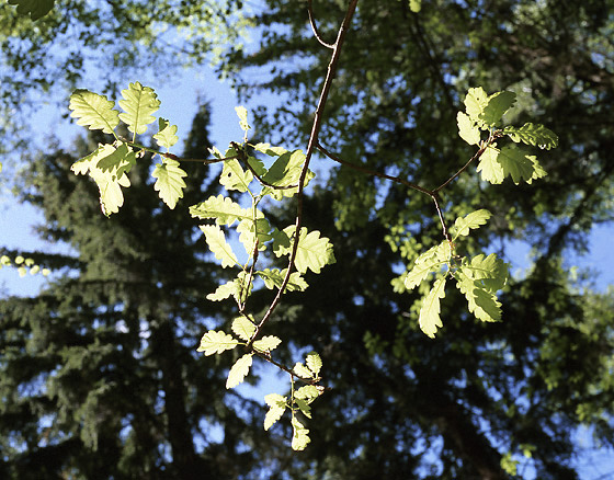 Oak branch - smaller format