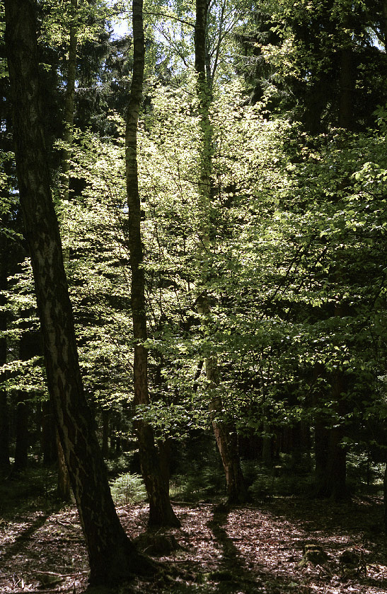 Lucent leaves - larger format