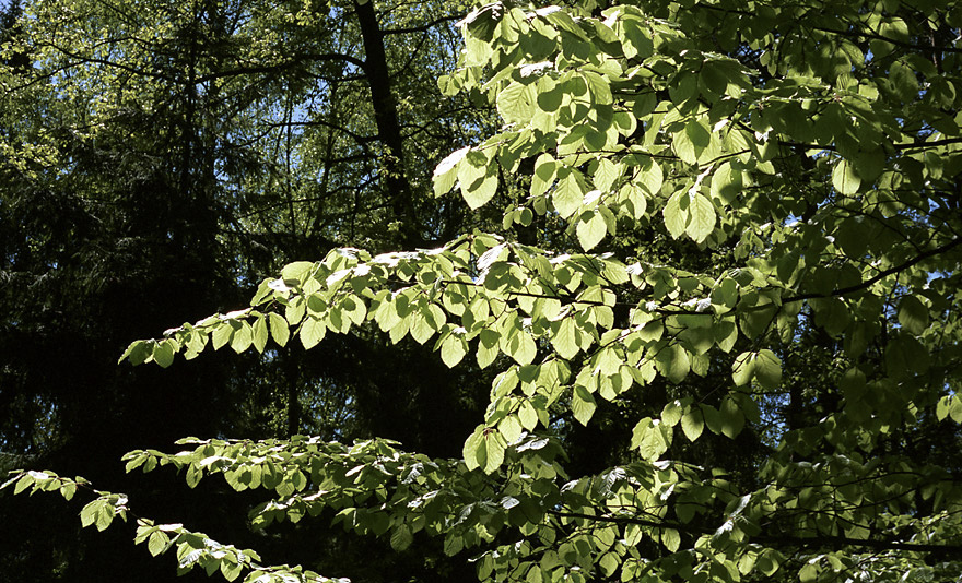 Lucent leaves - larger format