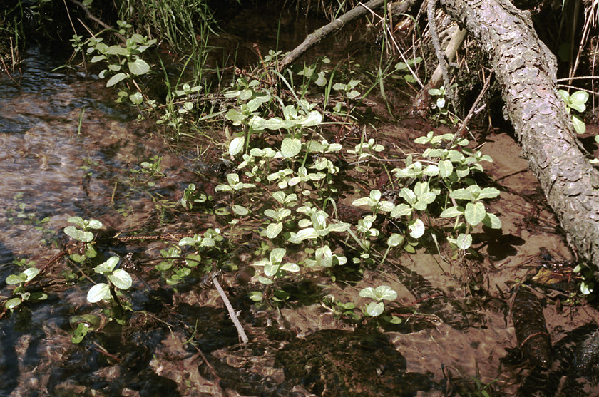 In the creek - larger format