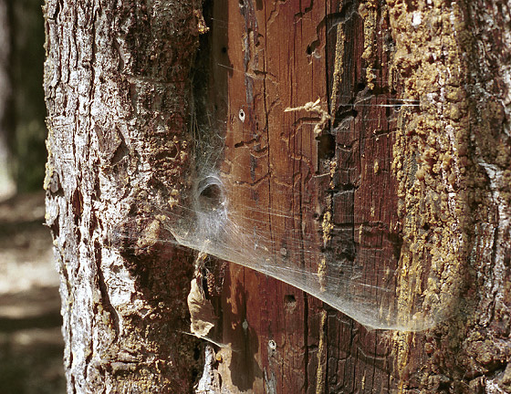 Old tree as a biotope - smaller format