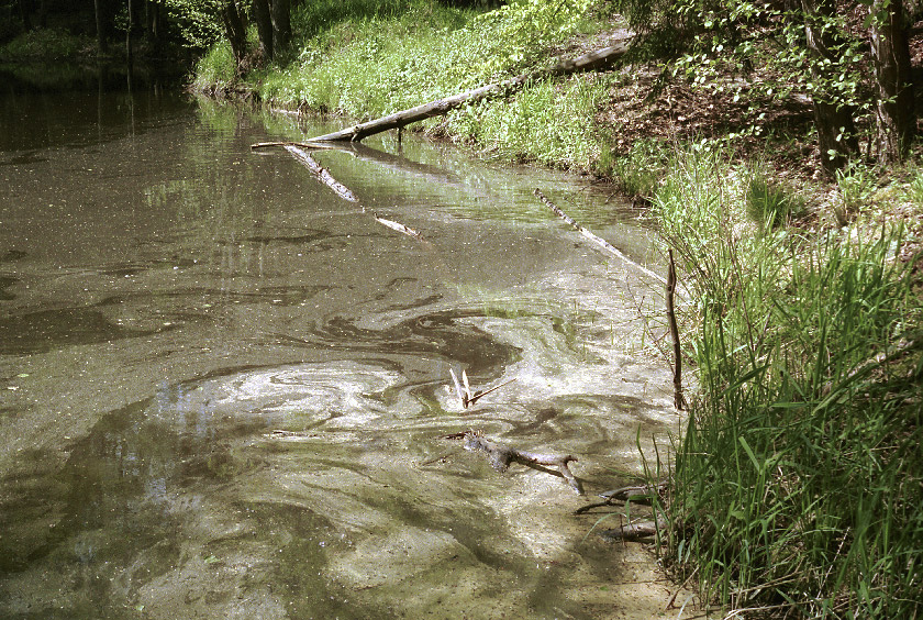 Pollen on the surface - larger format