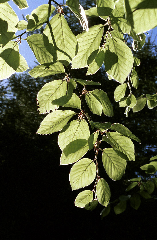 Beech branch - larger format