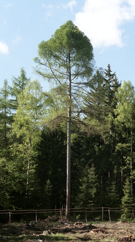 Larch - larger format